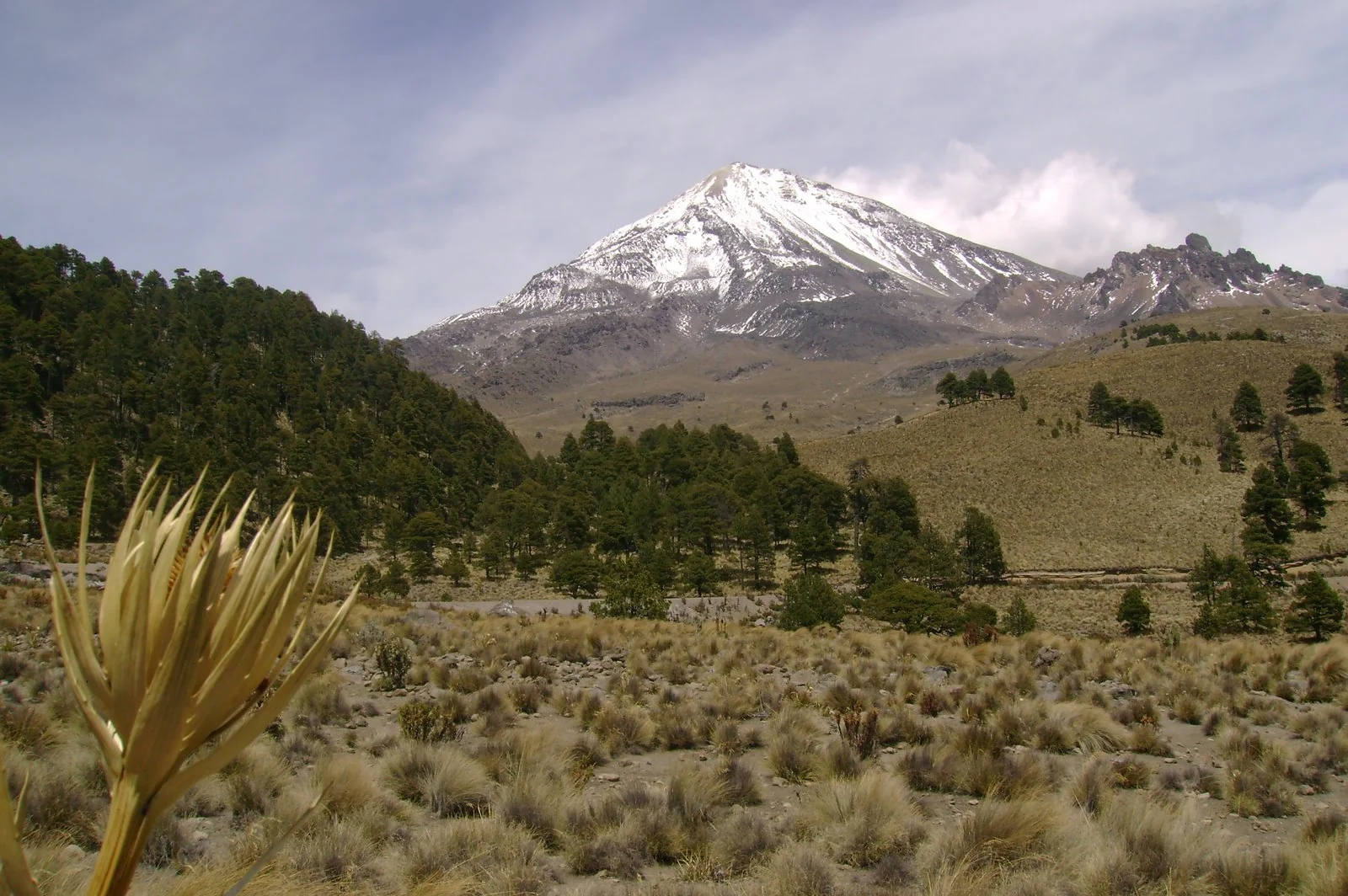 Pico de Orizaba entre bosques y pastizales de montaña